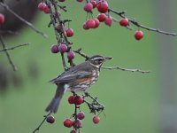 Turdus iliacus 23, Koperwiek, Saxifraga-Luuk Vermeer