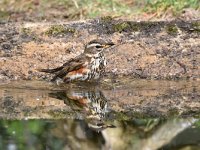 Turdus iliacus 30, Koperwiek, Saxifraga-Luuk Vermeer