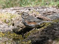 Turdus iliacus 32, Koperwiek, Saxifraga-Luuk Vermeer