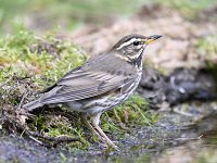 Turdus iliacus 35, Koperwiek, Saxifraga-Luuk Vermeer