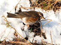 Turdus iliacus 42, Koperwiek, Saxifraga-Bart Vastenhouw