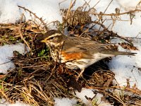 Turdus iliacus 46, Koperwiek, Saxifraga-Bart Vastenhouw