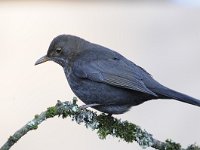 Turdus merula 100, Merel, Saxifraga-Luuk Vermeer