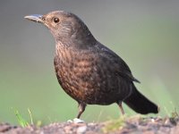 Turdus merula 102, Merel, Saxifraga-Luuk Vermeer