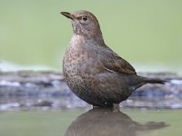 Turdus merula 81, Merel, Saxifraga-Luuk Vermeer