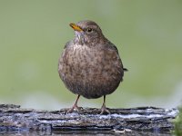 Turdus merula 84, Merel, Saxifraga-Luuk Vermeer