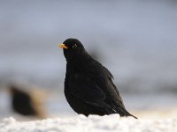 Turdus merula 90, Merel, Saxifraga-Luuk Vermeer