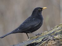 Turdus merula 94, Merel, Saxifraga-Luuk Vermeer