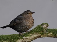 Turdus merula 99, Merel, Saxifraga-Luuk Vermeer