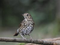 Turdus philomelos 25, Zanglijster, Saxifraga-Luuk Vermeer