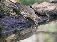 Turdus philomelos 26, Zanglijster, Saxifraga-Luuk Vermeer