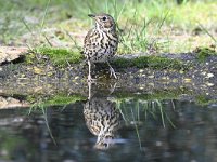 Turdus philomelos 27, Zanglijster, Saxifraga-Luuk Vermeer