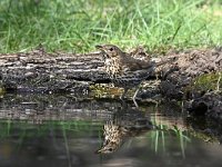 Turdus philomelos 28, Zanglijster, Saxifraga-Luuk Vermeer