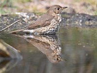 Turdus philomelos 39, Zanglijster, Saxifraga-Luuk Vermeer