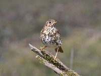 Turdus philomelos 42, Zanglijster, Saxifraga-Luuk Vermeer