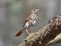 Turdus philomelos 43, Zanglijster, Saxifraga-Luuk Vermeer