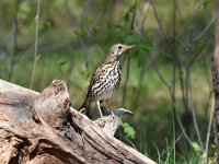 Turdus philomelos 45, Zanglijster, Saxifraga-Luuk Vermeer