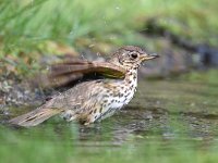 Turdus philomelos 46, Zanglijster, Saxifraga-Luuk Vermeer