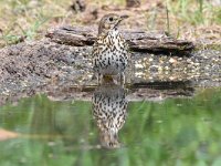 Turdus philomelos 49, Zanglijster, Saxifraga-Luuk Vermeer