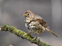 Turdus philomelos 52, Zanglijster, Saxifraga-Luuk Vermeer