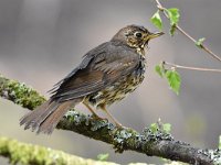 Turdus philomelos 53, Zanglijster, Saxifraga-Luuk Vermeer