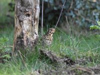 Turdus philomelos 57, Zanglijster, Saxifraga-Luuk Vermeer