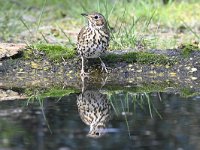 Turdus philomelos 61, Zanglijster, Saxifraga-Luuk Vermeer