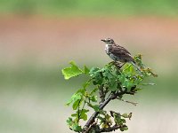 Turdus philomelos 64, Zanglijster, Saxifraga-Hans Dekker