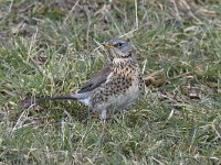 Turdus pilaris 45, Kramsvogel, Saxifraga-Luuk Vermeer