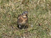 Turdus pilaris 51, Kramsvogel, Saxifraga-Luuk Vermeer