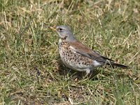 Turdus pilaris 52, Kramsvogel, Saxifraga-Luuk Vermeer