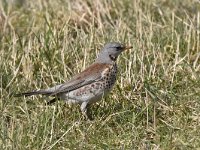 Turdus pilaris 56, Kramsvogel, Saxifraga-Luuk Vermeer