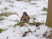 Turdus pilaris 65, Kramsvogel, Saxifraga-Luuk Vermeer