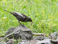 Turdus torquatus ssp amicorum 11, Beflijster, Saxifraga-Tom Heijnen