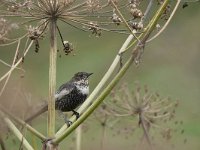 Turdus torquatus ssp amicorum 9, Beflijster, Saxifraga-Tom Heijnen