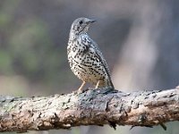 Turdus viscivorus 11, Grote lijster, Saxifraga-Luuk Vermeer