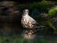 Turdus viscivorus 13, Grote lijster, Saxifraga-Luuk Vermeer