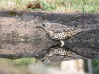 Turdus viscivorus 21, Grote lijster, Saxifraga-Luuk Vermeer