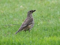 Turdus viscivorus 22, Grote lijster, Saxifraga-Luuk Vermeer