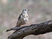 Turdus viscivorus 25, Grote lijster, Saxifraga-Luuk Vermeer