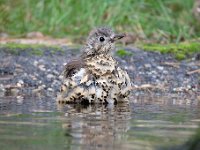 Turdus viscivorus 27, Grote lijster, Saxifraga-Luuk Vermeer