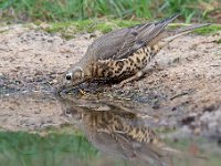 Turdus viscivorus 28, Grote lijster, Saxifraga-Luuk Vermeer