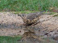 Turdus viscivorus 29, Grote lijster, Saxifraga-Luuk Vermeer