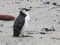 Uria aalge 32, Zeekoet, Saxifraga-Bart Vastenhouw