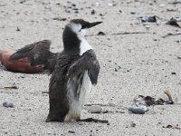 Uria aalge 9, Zeekoet, Saxifraga-Bart Vastenhouw