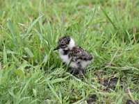 Vanellus vanellus 123, Kievit, Saxifraga-Luuk Vermeer