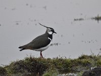 Vanellus vanellus 125, Kievit, Saxifraga-Luuk Vermeer