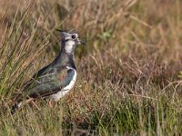 Vanellus vanellus 128, Kievit, Saxifraga-Mark Zekhuis