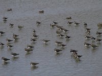 Vanellus vanellus 141, Kievit, Saxifraga-Jan Nijendijk