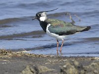 Vanellus vanellus 145, Kievit, Saxifraga-Tom Heijnen